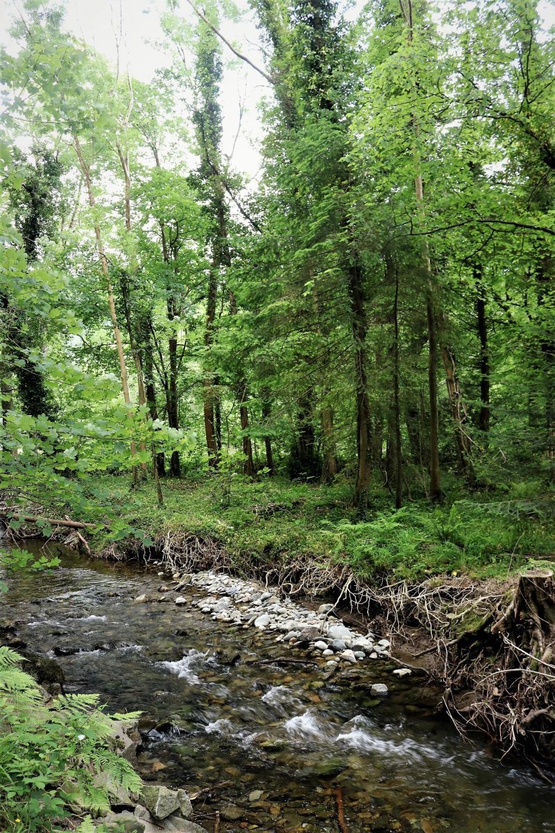 Abergwynant Woods