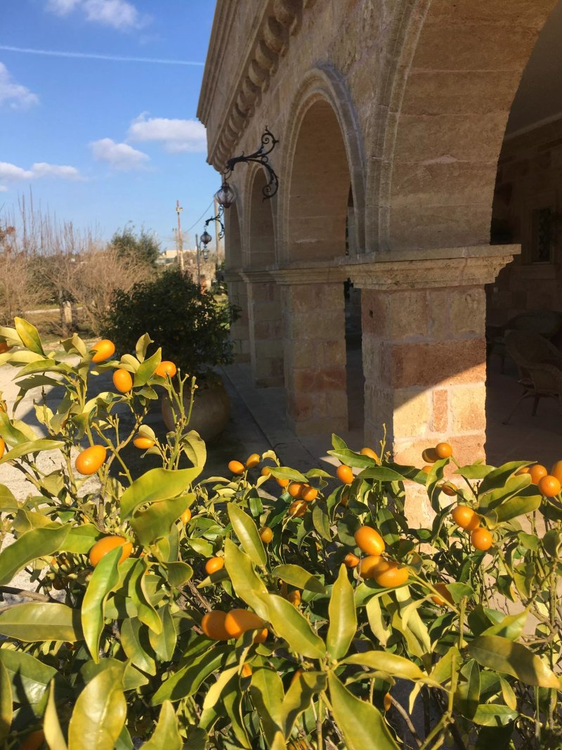 Tenuta Il Grifo