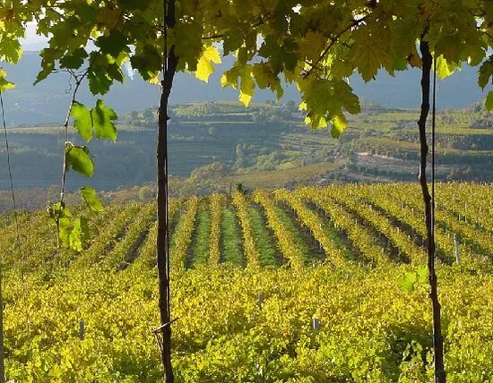 Casarotto Vini