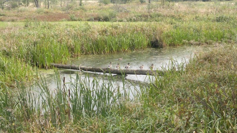 Kayaking on Liwiec