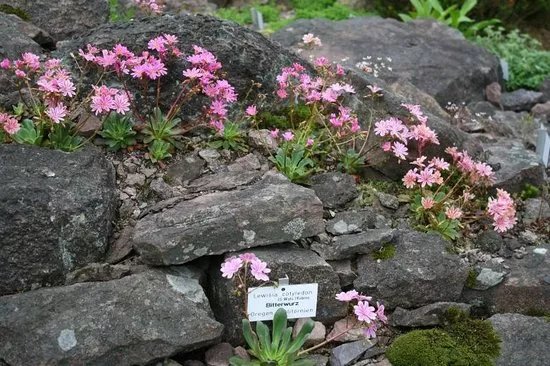 Rennsteiggarten Oberhof