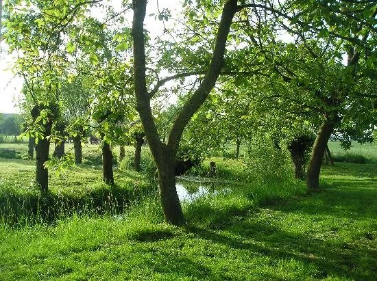 Onder den Peerenboom