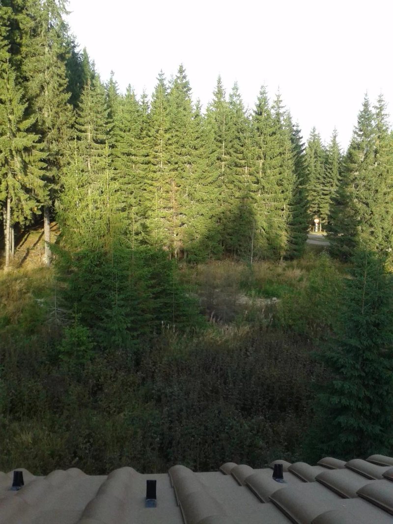 Transalpina Lac