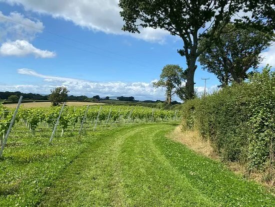 The Dell Vineyard