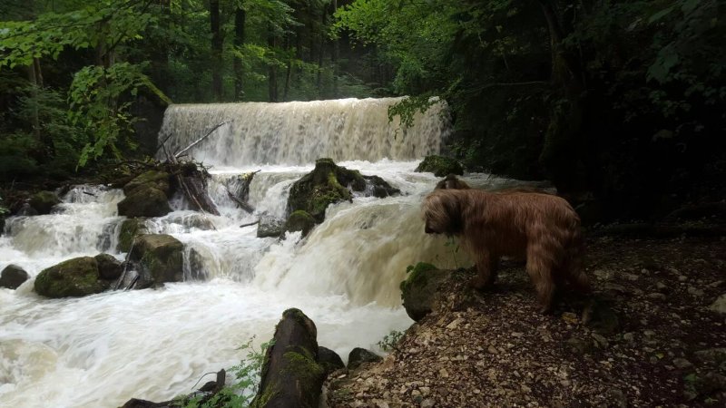Pintli neu Falkenstein