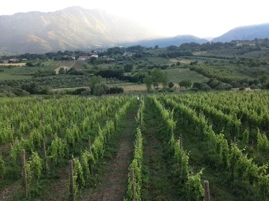 Tempere - Azienda Vitivinicola Pica