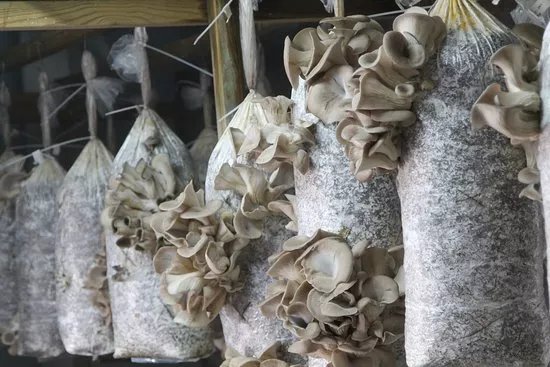 Nam Mushroom Farm