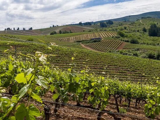 Bodegas Emilio Moro Bierzo