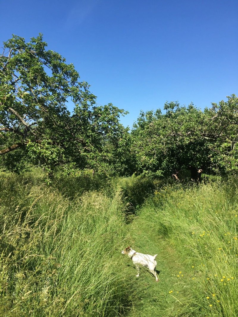 Jellylegs Orchard