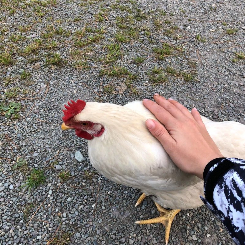 SKELLIG ROCK PET FARM B&B