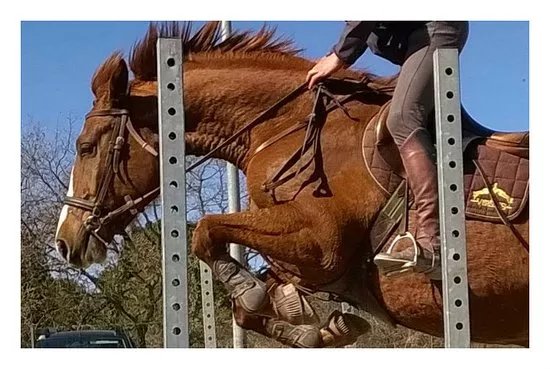 Centre Equestre Pleine Nature