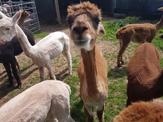 Amazing Alpacas