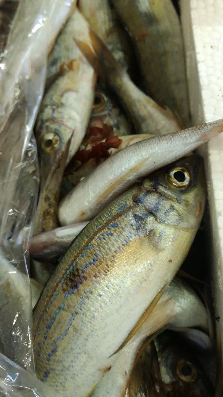 Pescheria-Friggitora