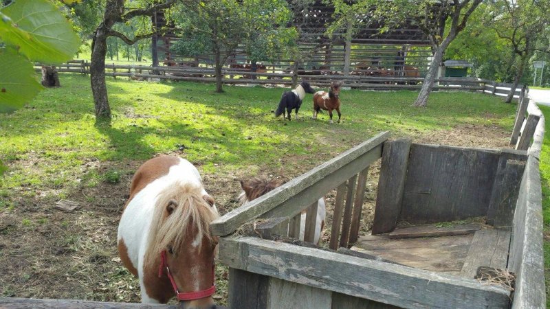 Farm Stay Rotovnik - Plesnik