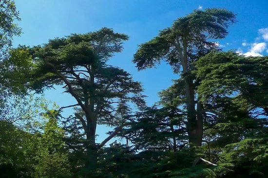 Clinton Baker Pinetum