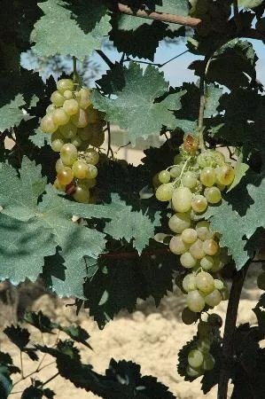 Agriturismo il Colle dei Ceci