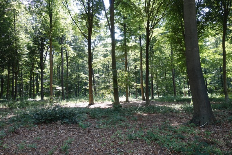 Hooggoedbos