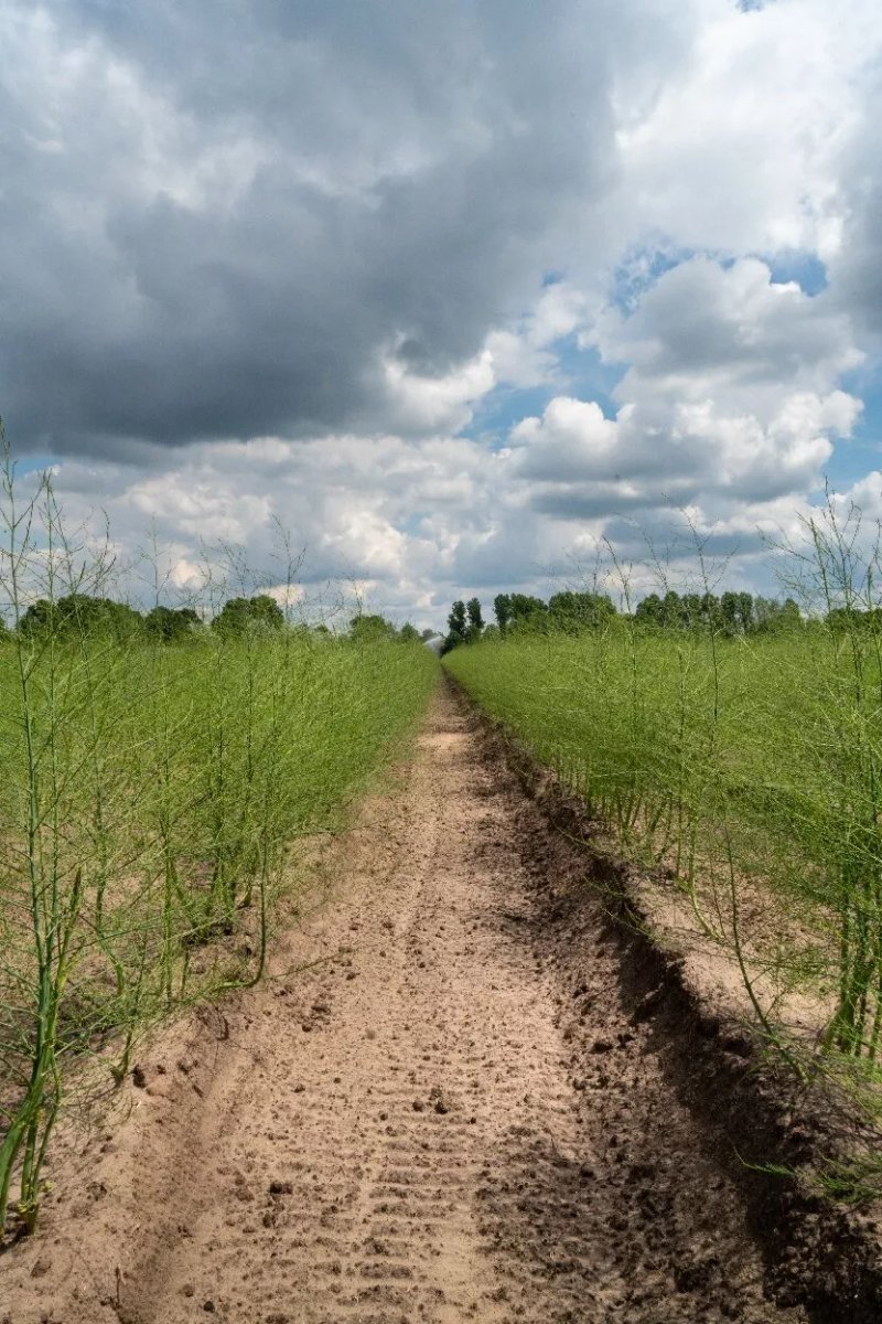 Aspergeboerderij Van Iersel