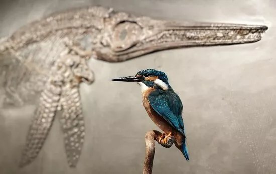 Naturmuseum Ulm