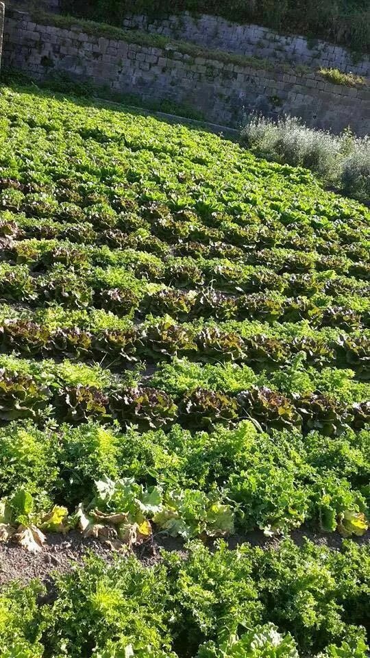 Azienda Agricola Campagnuolo