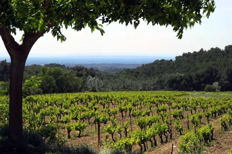 LE CLOS Gîte at the foot of the Dentelles de Montmirail