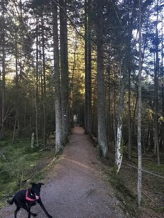 Windgfallweiher