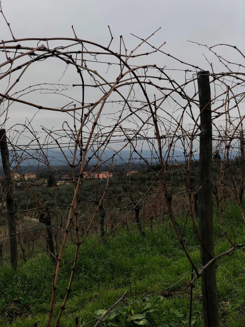Azienda Agricola Podere La Madia