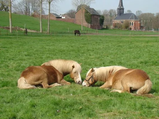 poney club EQUITOONS