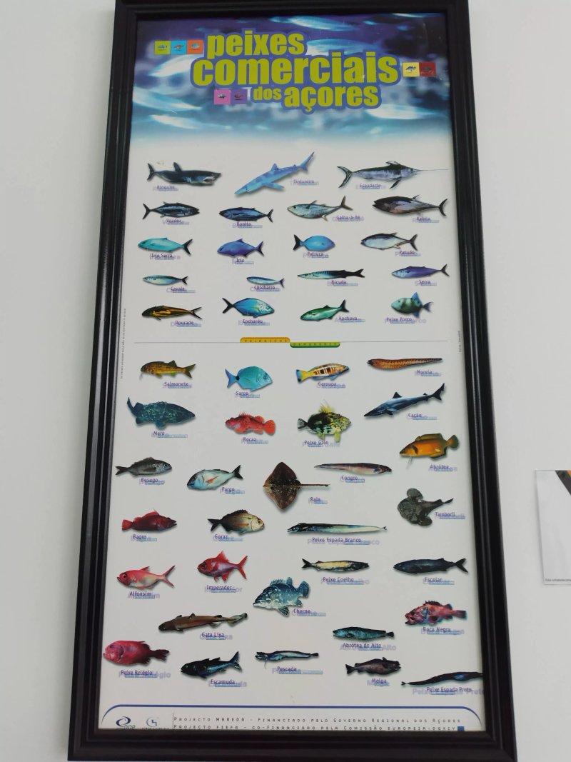 Fish 22