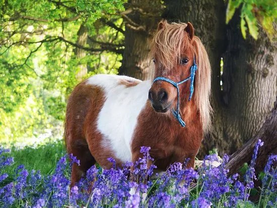 Shetland Pony Club