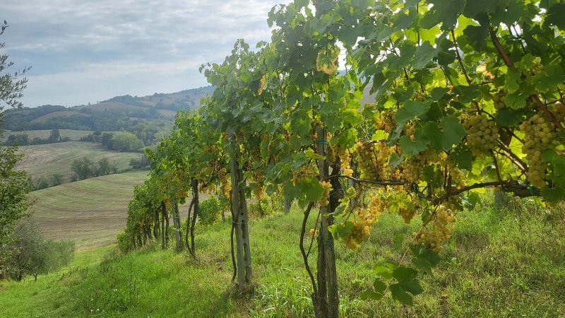 Country House Montesoffio