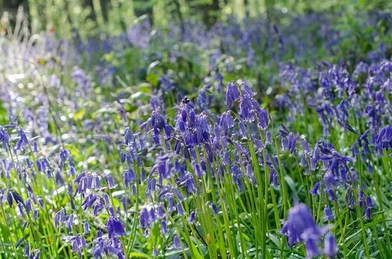 West Woods