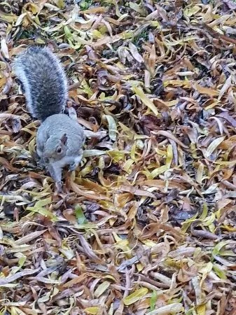 Ruskin Park