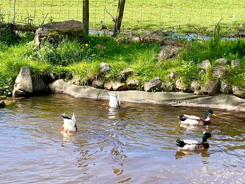 Tankey Lake Farm