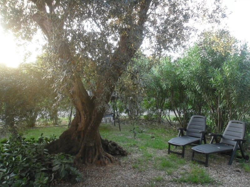 L'Antico Ulivo