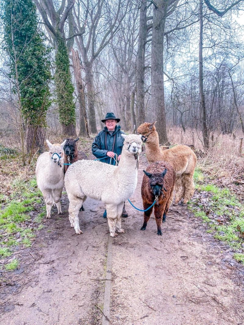 Alpaca Farm