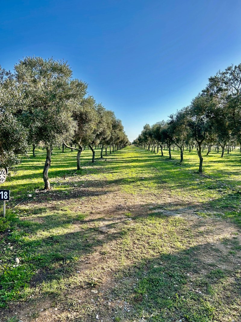 Agricola Siurana Mas Bordas 1 Siurana