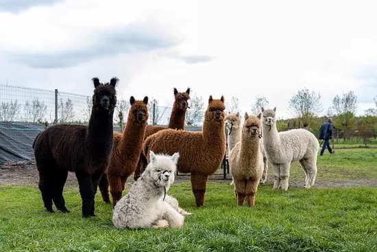 Alpacafarm Riethoven