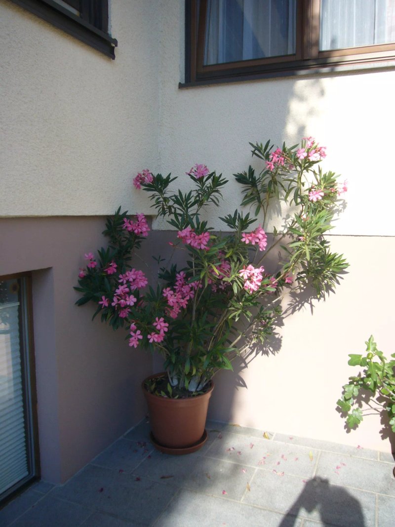 Pension Hartmann