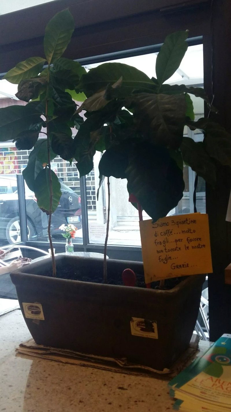 Il Caffettiere - Torrefazione Artigianale