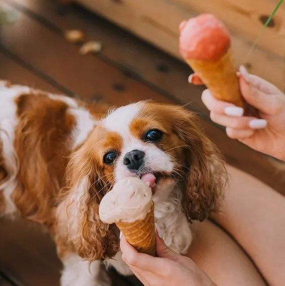 Lody Willisch