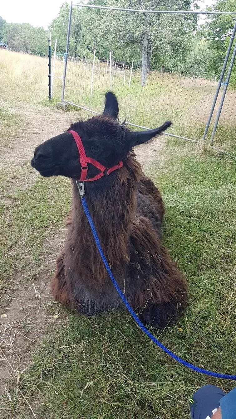 Beerbach-Lamas