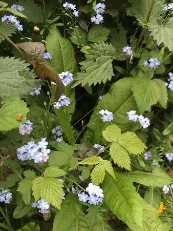 Norsey Wood Local Nature Reserve