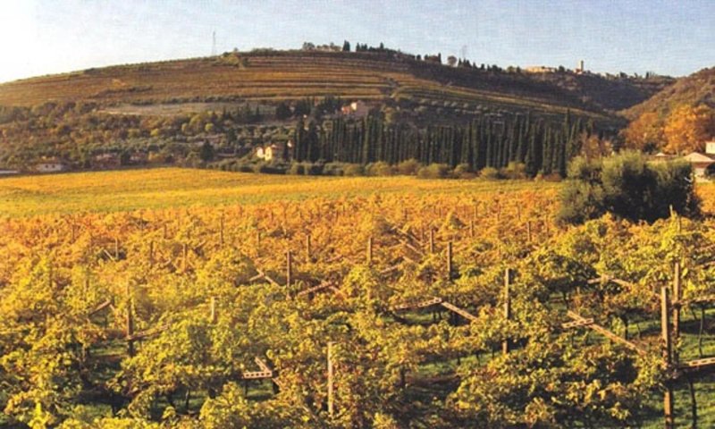 Azienda Agricola Grespin