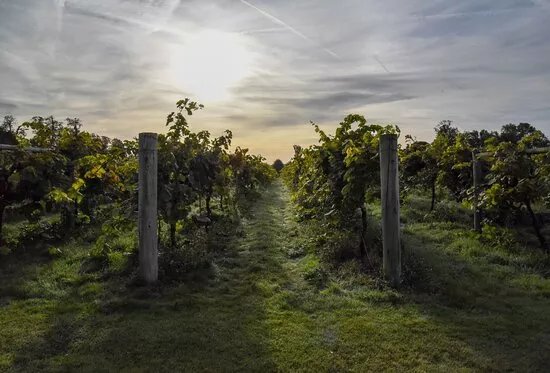 Stanlake Park Wine Estate