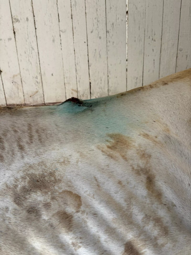 Accademia Sannita Sport Equestri
