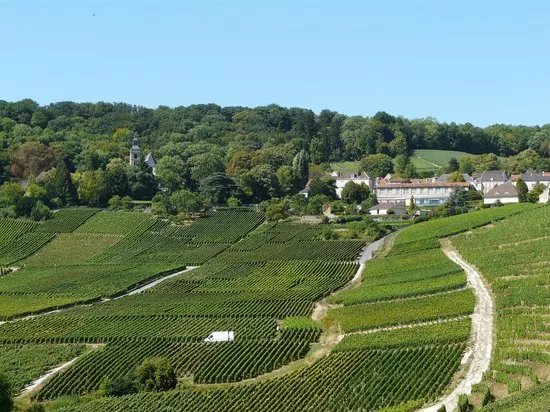 La Vigne du Roy Champagne Day Tours