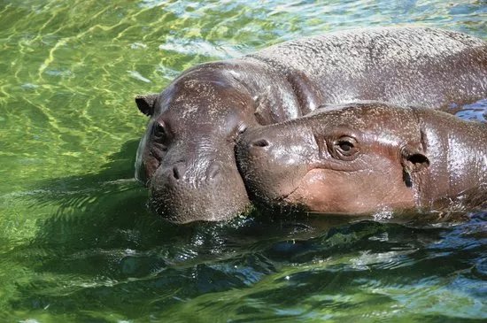 Limassol Zoo
