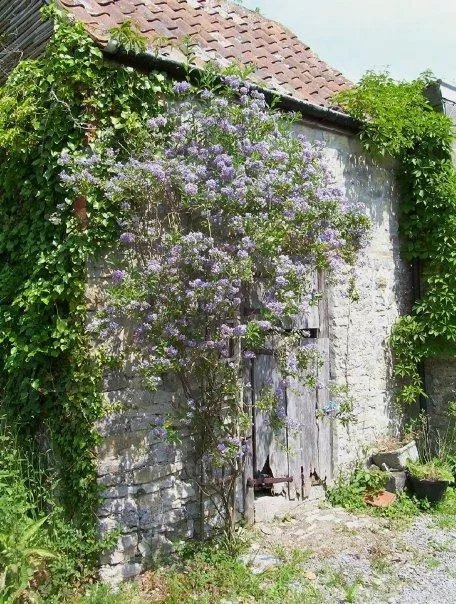 Nut Tree Farm