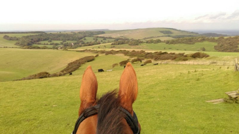 The Paddocks